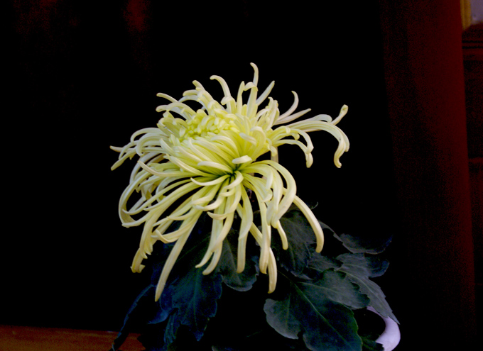俺也来几张菊花
