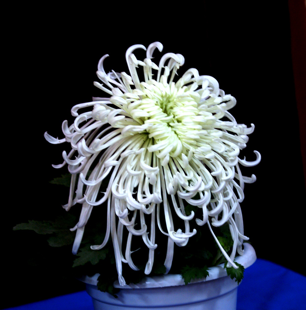俺也来几张菊花