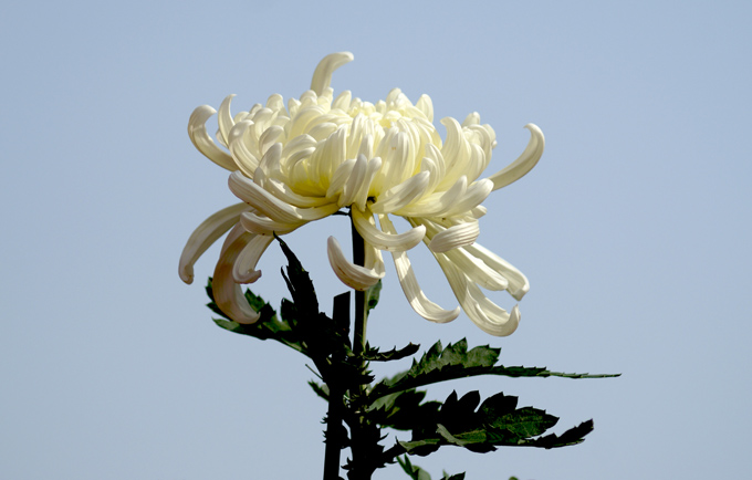 再传几张宽叶的菊花