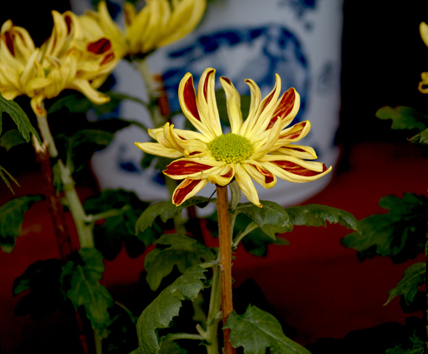再传几张宽叶的菊花