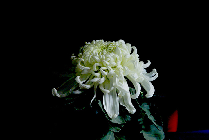 再传几张宽叶的菊花