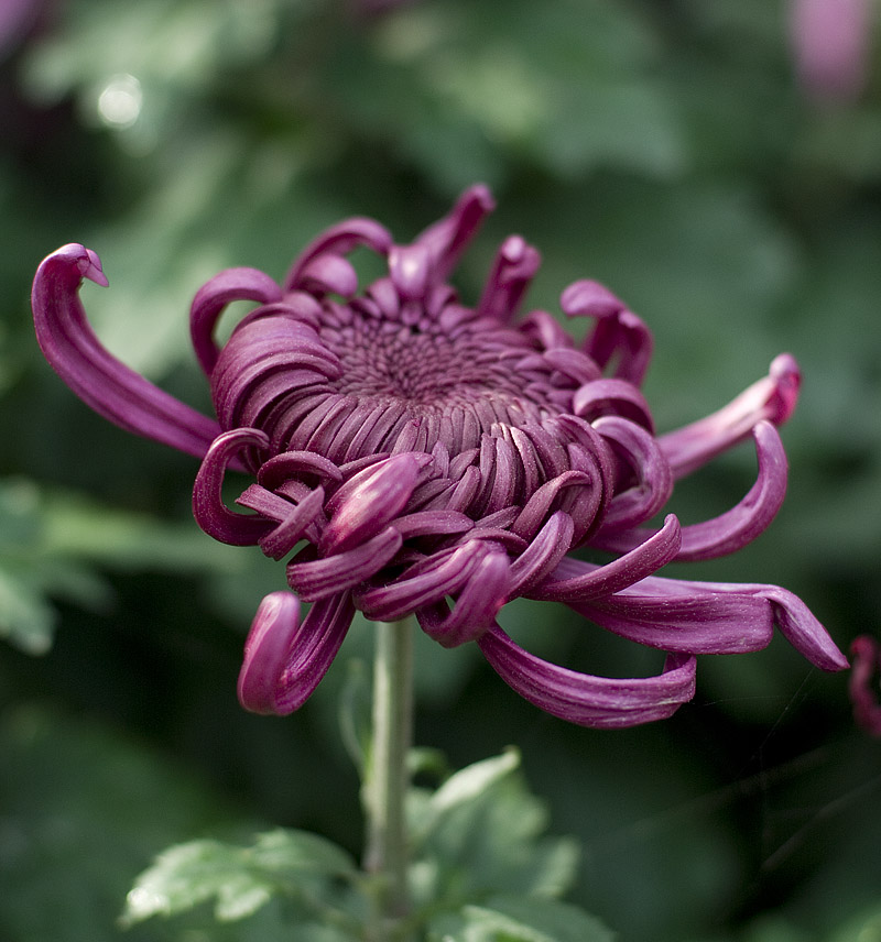 菊