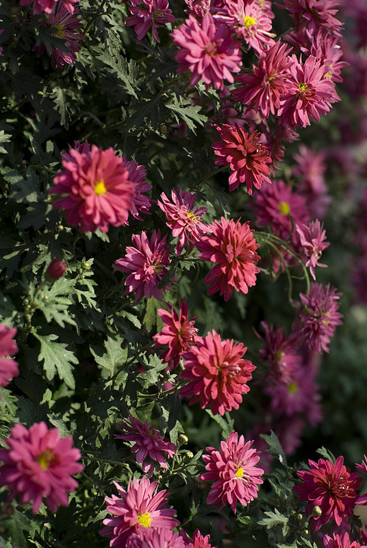 菊