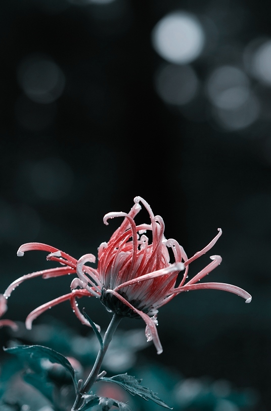 一任群芳妒（菊花2张）