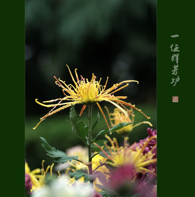 一任群芳妒（菊花2张）