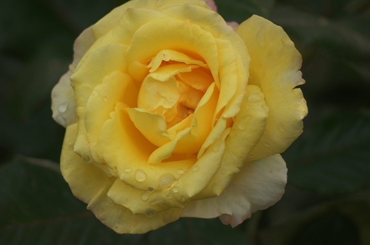 月季花