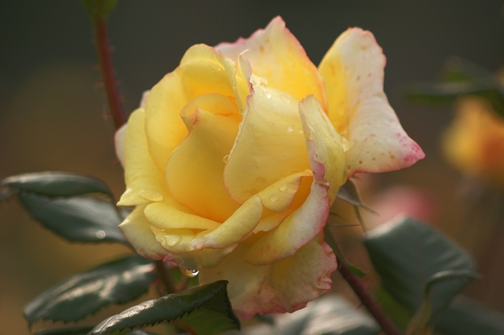 月季花