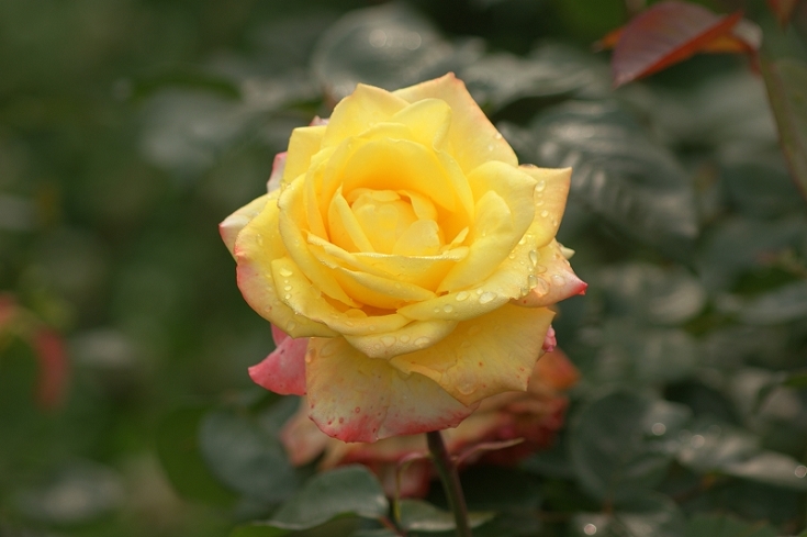 月季花