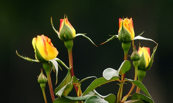 月季花
