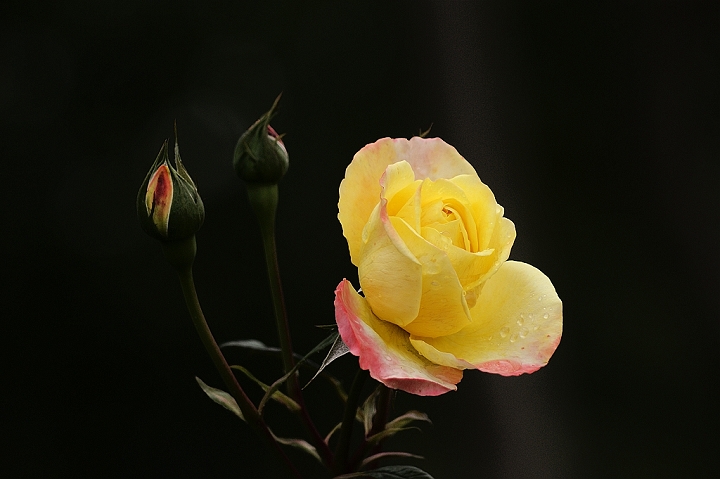 月季花