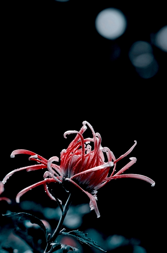 一任群芳妒（菊花2张）
