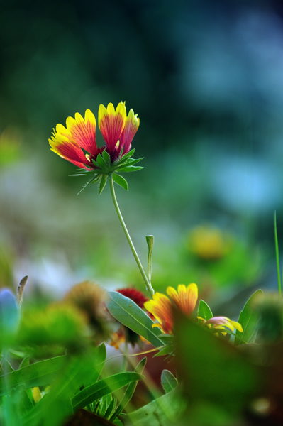 几张野菊花