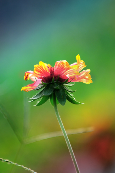 几张野菊花