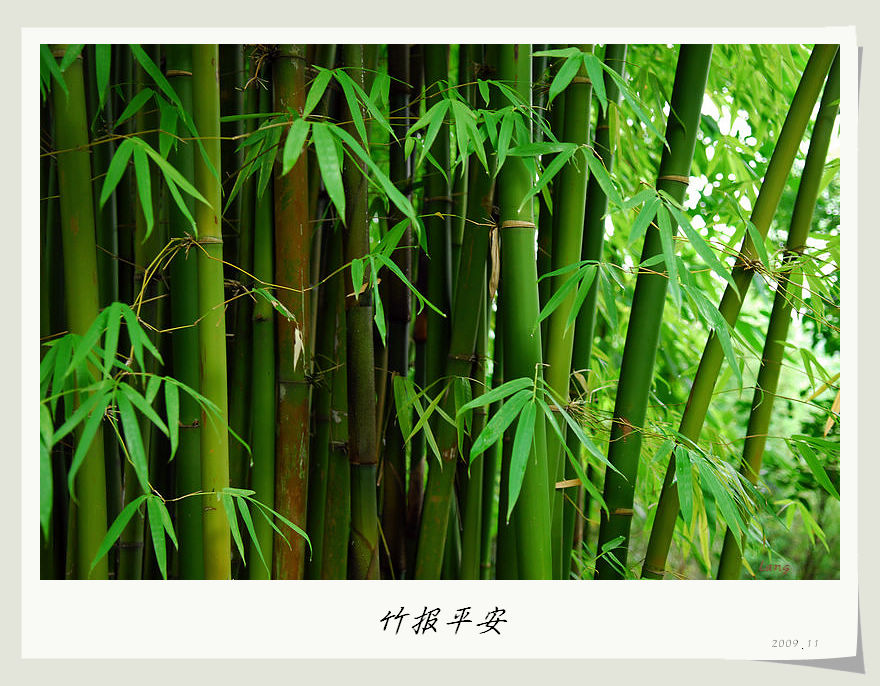 梅兰竹菊花卉帖