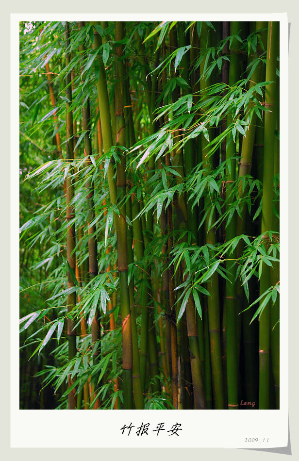 梅兰竹菊花卉帖