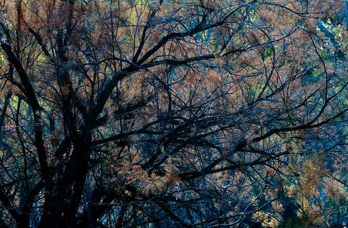[原创]树的画意