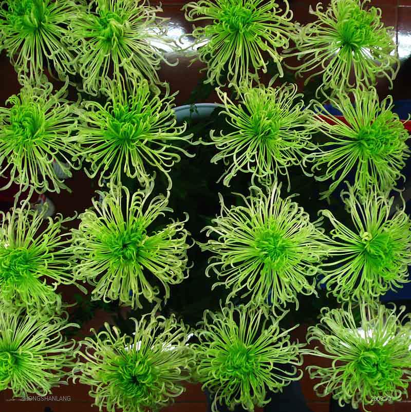 梅兰竹菊花卉帖