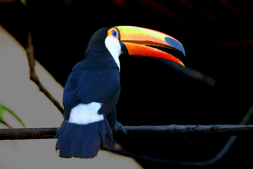 鸟片一组
