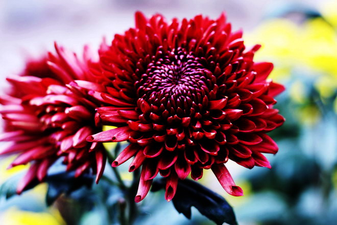 菊花
