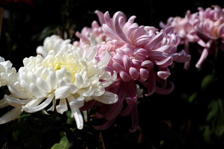 菊花