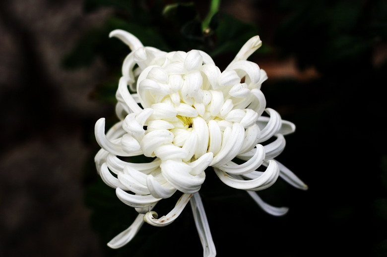 菊花