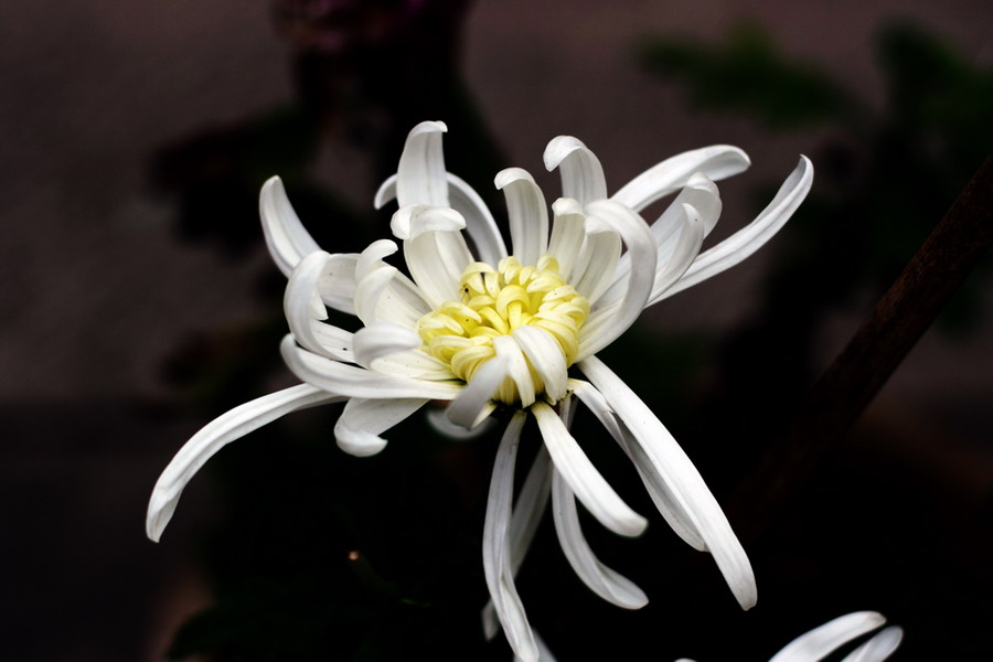 菊花