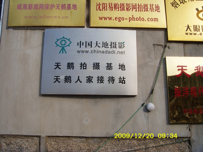 来俺山东拍天鹅