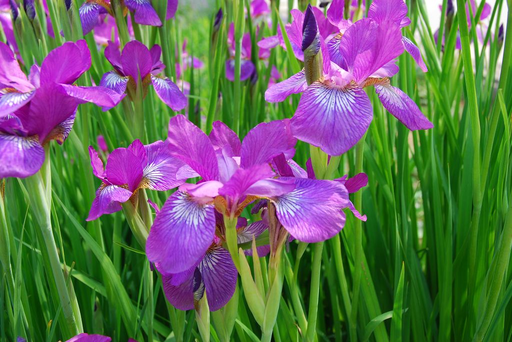 鸢尾花