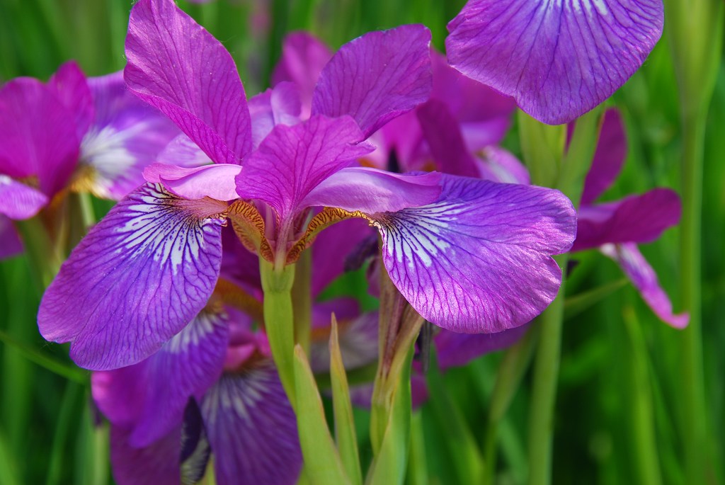 鸢尾花