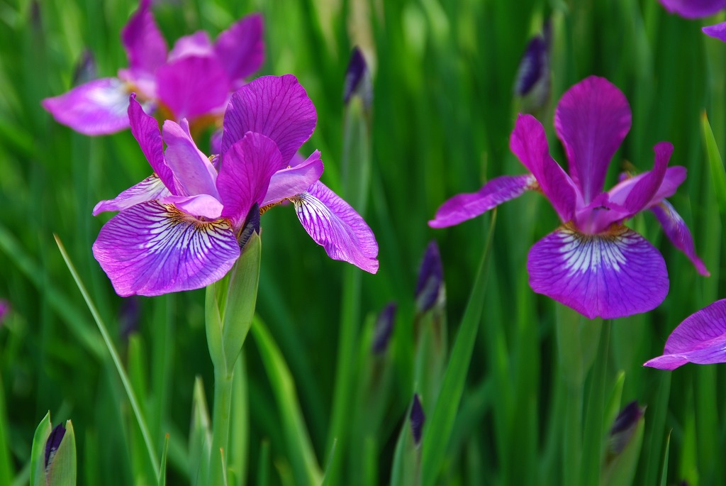 鸢尾花