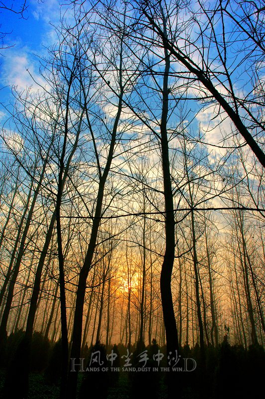 [原创]寂静的杨树林