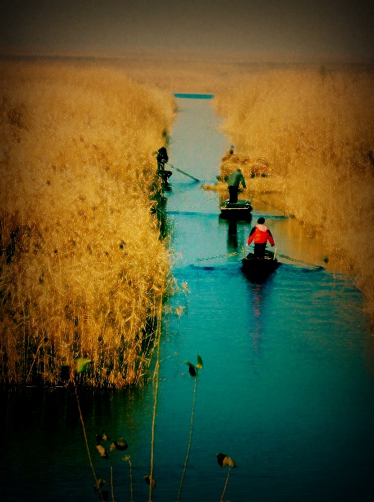 华北明珠白洋淀之----淀边小景