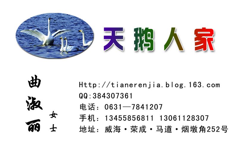 来俺山东拍天鹅