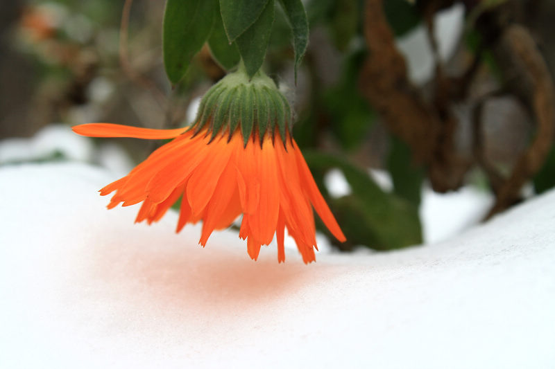 雪花