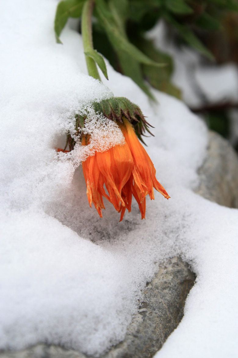 雪花