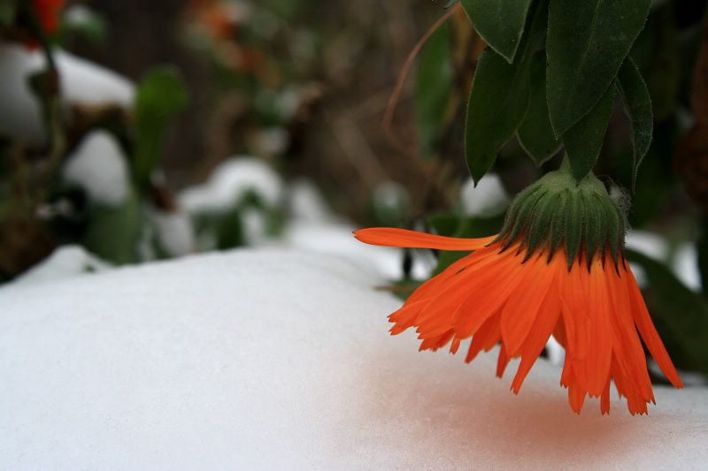 雪花
