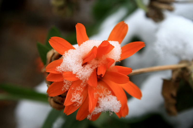 雪花
