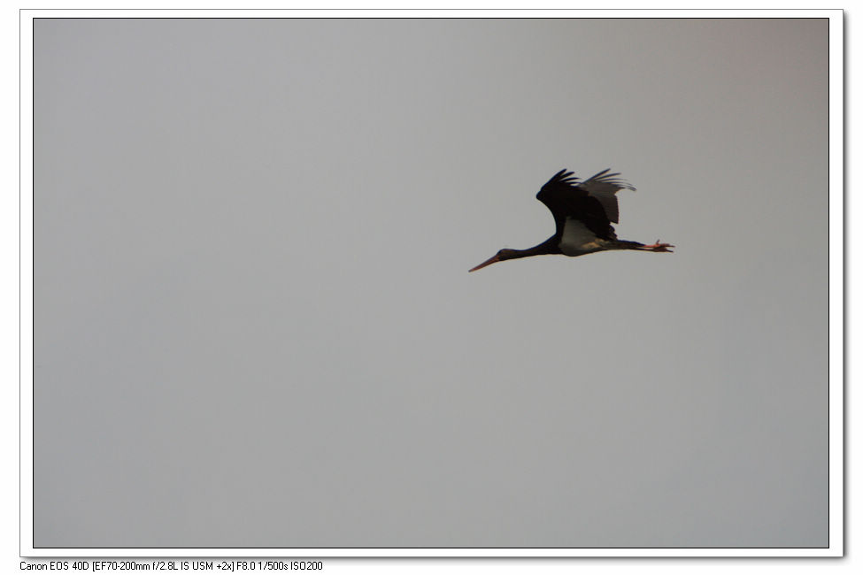 [原创]    溢泉湖黑鹳