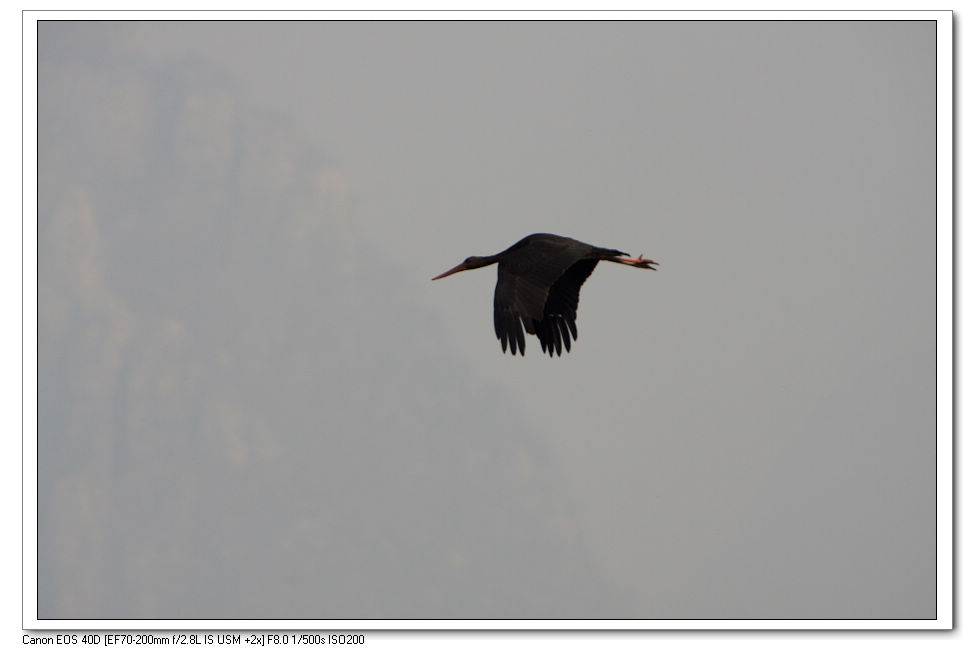 [原创]    溢泉湖黑鹳