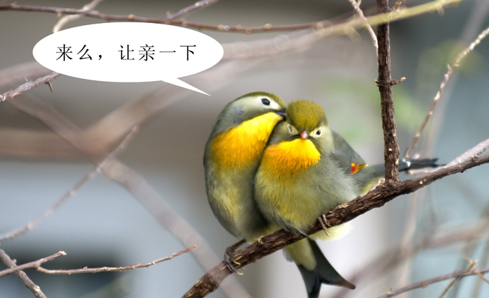 [原创]不许偷看