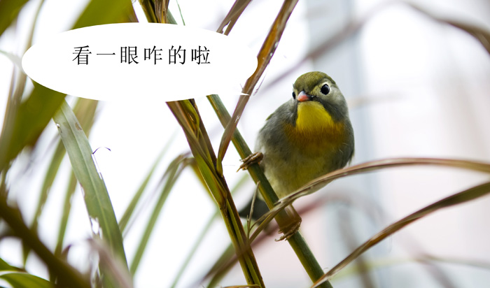 [原创]不许偷看
