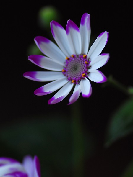 报春第一花