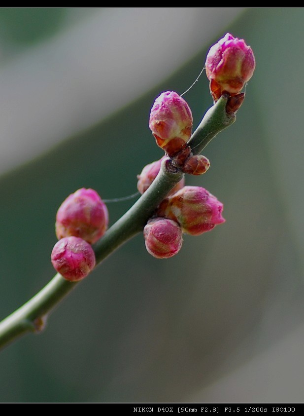 报春第一花