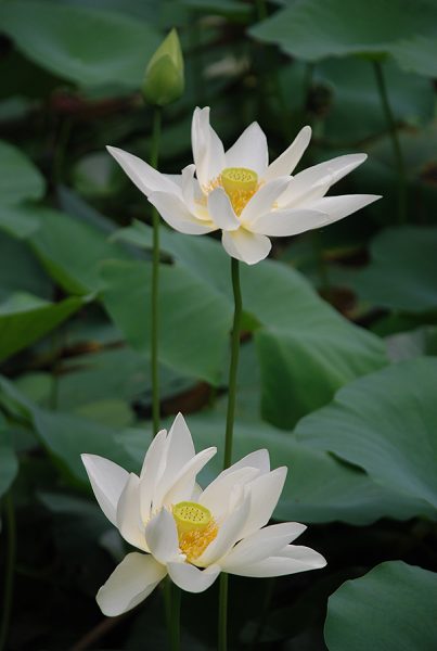 碧玉情结