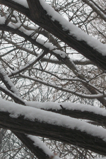 雪枝