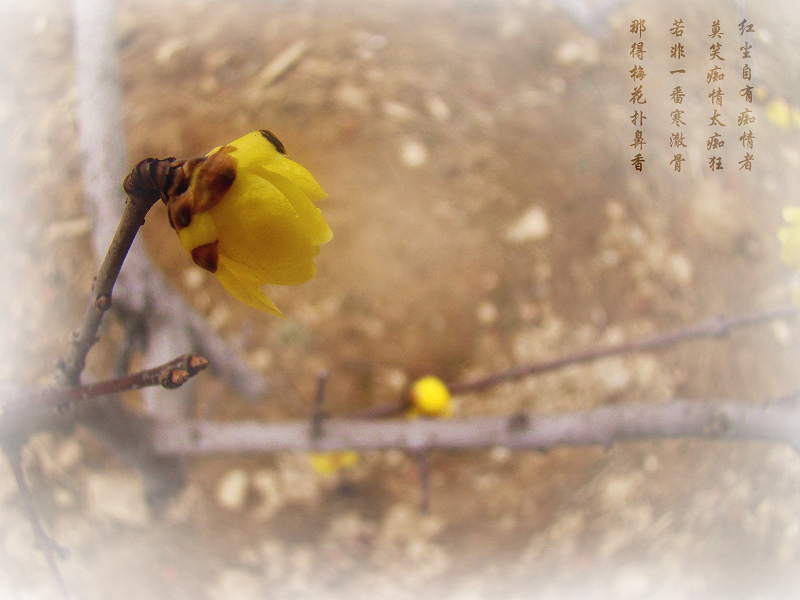梅桃组合