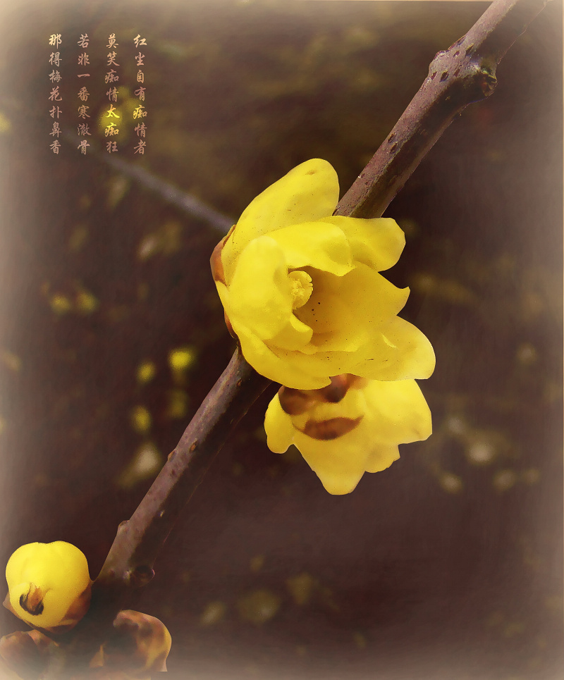 梅桃组合