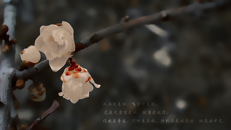 梅桃组合