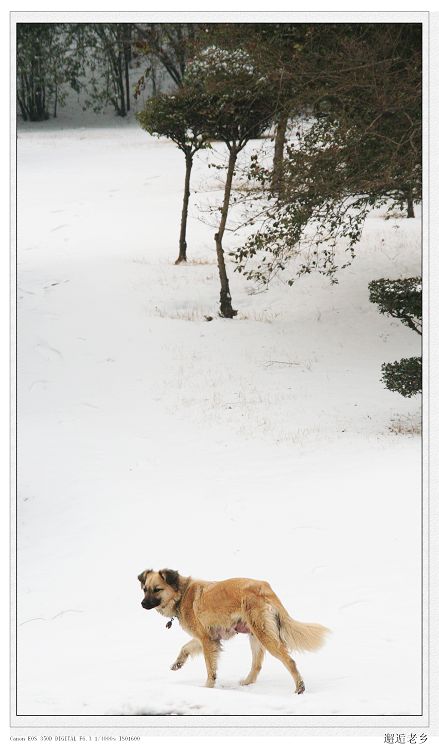 雪后即景