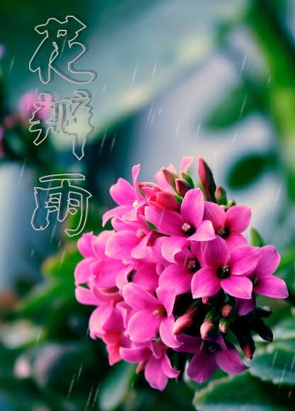 花瓣雨